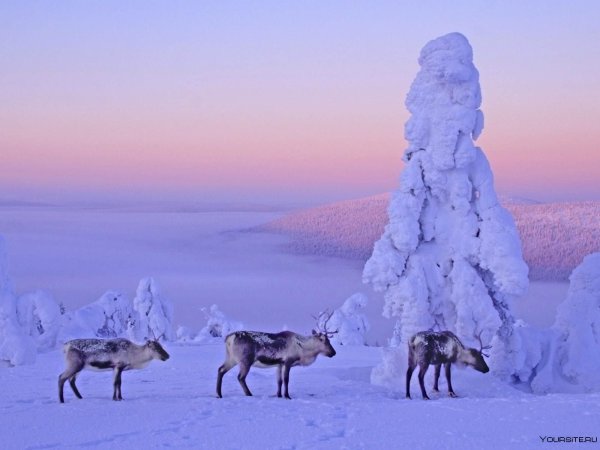 Лапландия Финляндия олени
