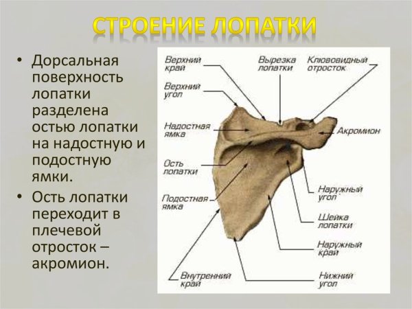 Пояс верхних конечностей человека анатомия