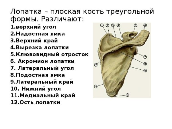 Лопатка строение кости анатомия