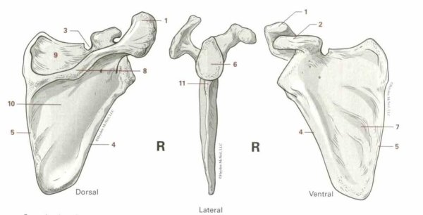 Лопатка scapula