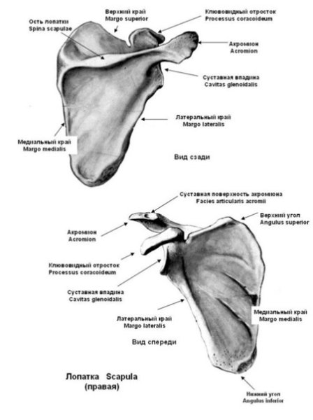 Scapula Anatomy