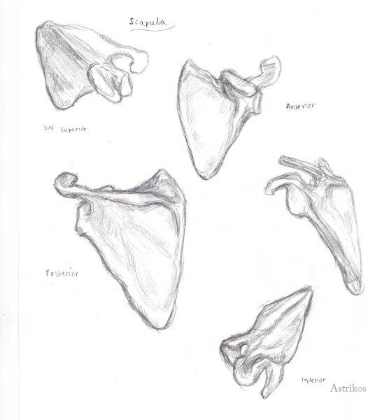 Лопатка scapula