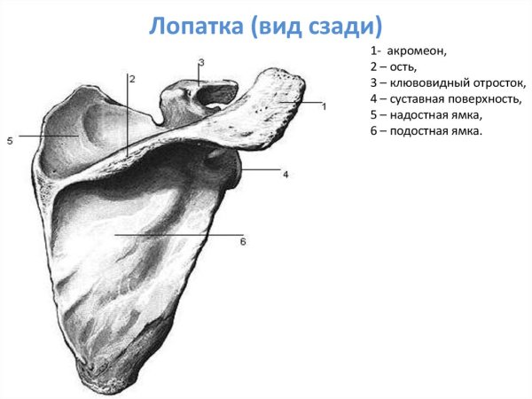 Лопатка scapula