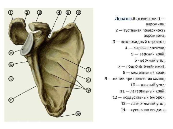 Лопатка человека рисунок