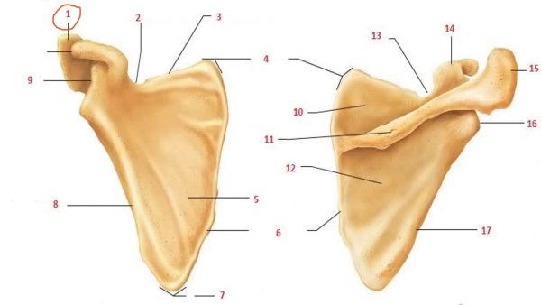 Лопатка scapula