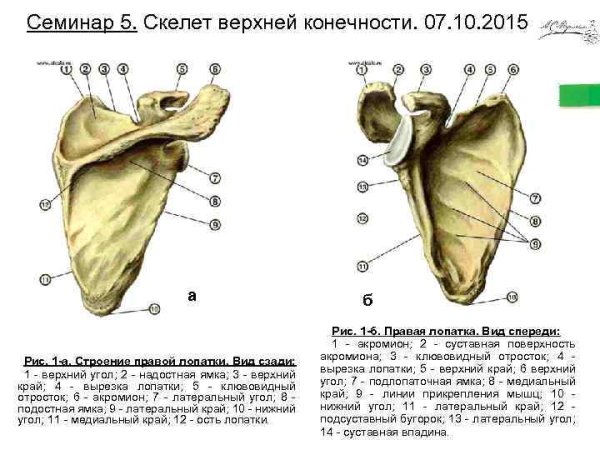 Лопатка строение Синельников