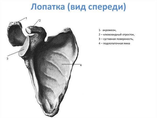 Лопатка анатомия Синельников