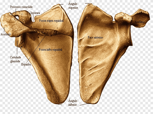Лопатка scapula 3d