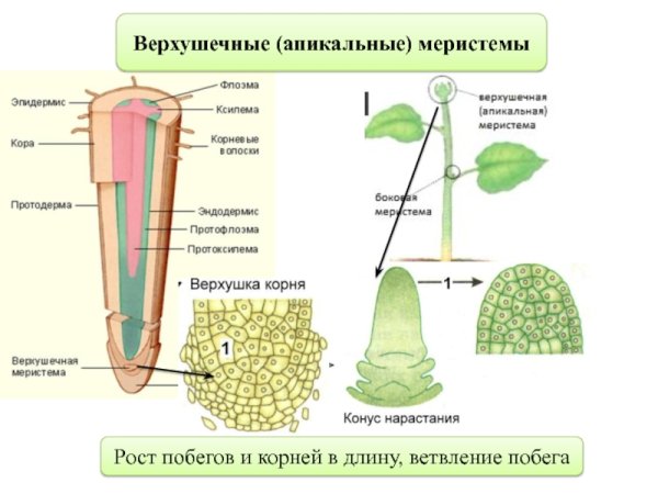 Верхушечная меристема ткань