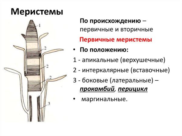 Образовательная ткань корня чехлик