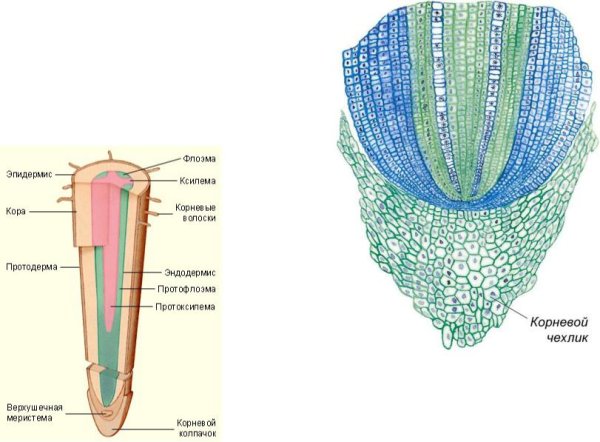 Строение образовательной ткани растений
