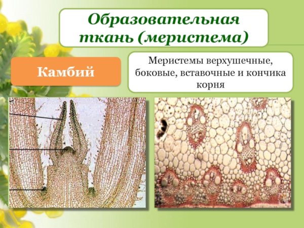 Меристема ткань растений строение