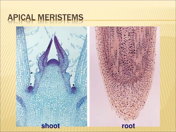 Верхушечная меристема ткань