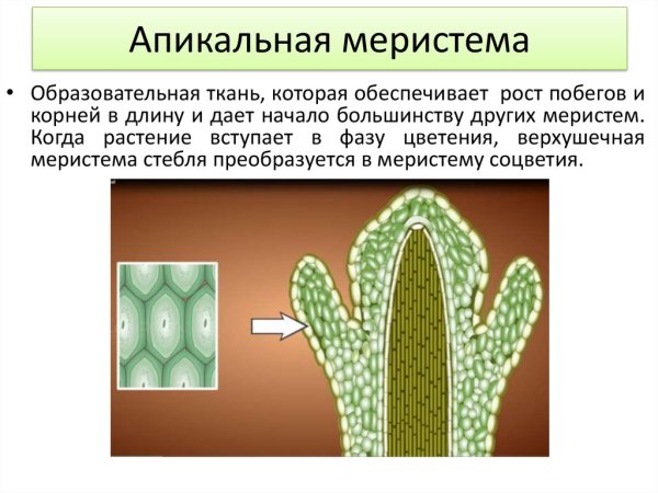 Меристема ткань растений строение