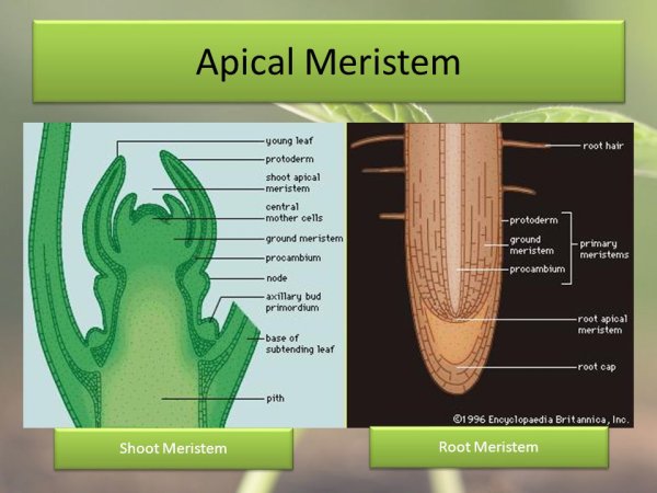 Апикальная меристема под микроскопом