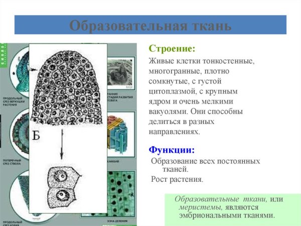 Апикальная меристема стебля с апексом