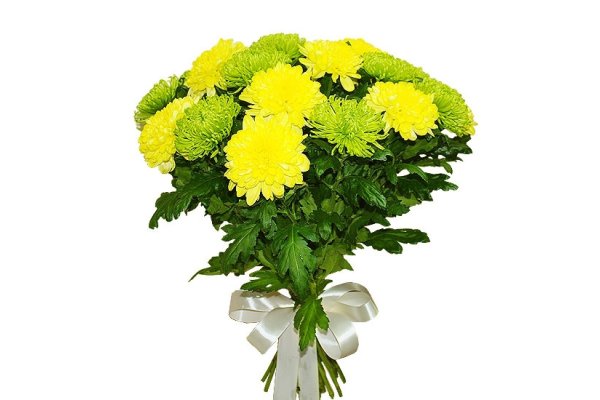 Одноголовые хризантемы 11 штук