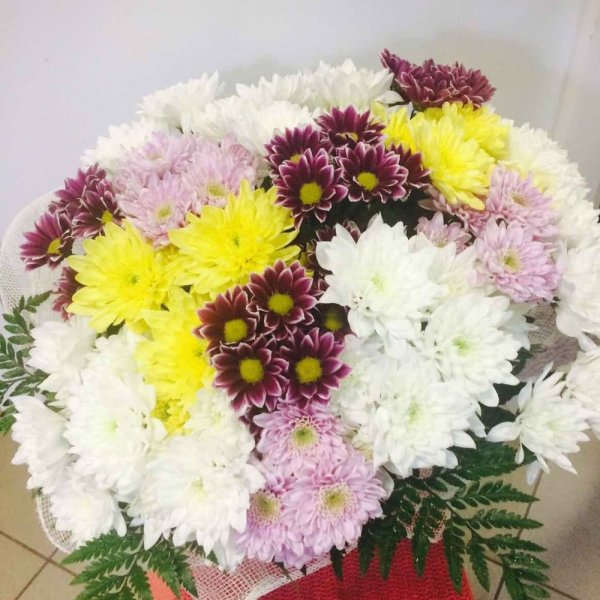 Микс хризантем кустовых Буко