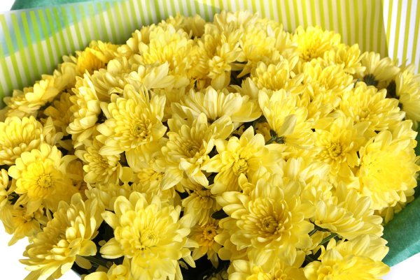 Хризантема Homerun Yellow