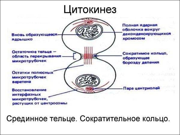 Схема цитокинеза растительной клетки