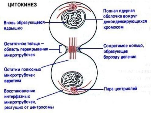 Цитокинез в клеточном цикле
