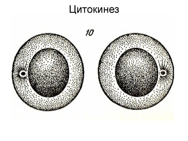 Цитокинез в клеточном цикле