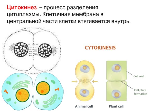 Цитокинез это Разделение цитоплазмы