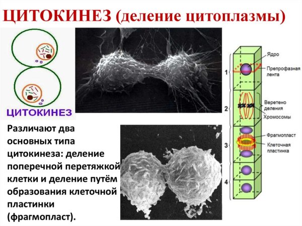 Цитокинез деление цитоплазмы