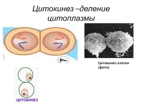 Цитокинез деление цитоплазмы