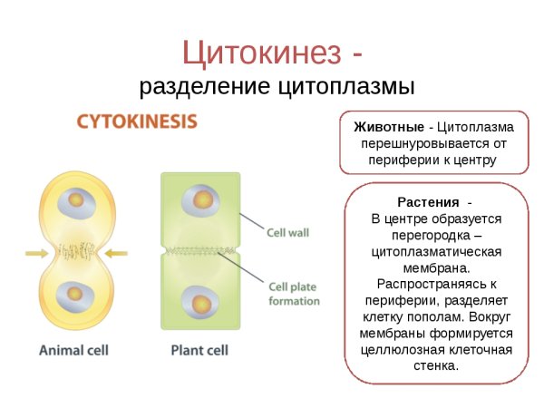 Цитокинез в растительной и животной клетки