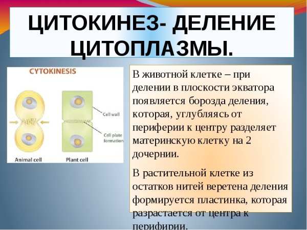 Цитокинез в растительной и животной клетки