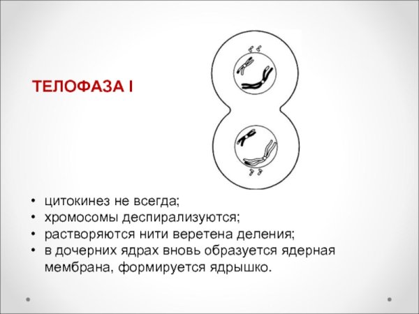 Телофаза цитокинез