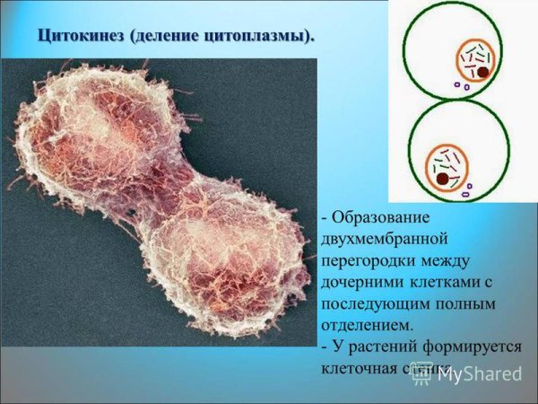 Цитокинез деление цитоплазмы