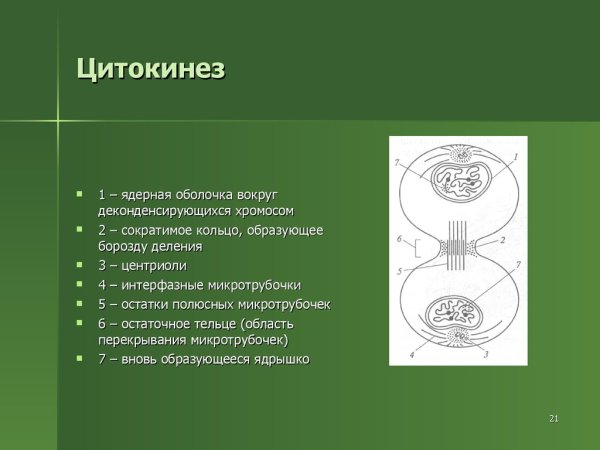 Процесс цитокинеза
