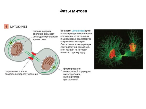 Карио и цитокинез