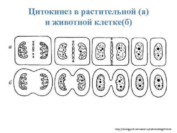 Цитокинез у животных и растительных клеток
