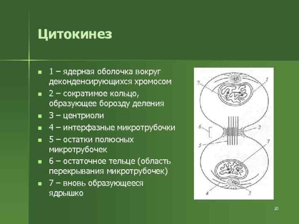 Цитокинез деление цитоплазмы