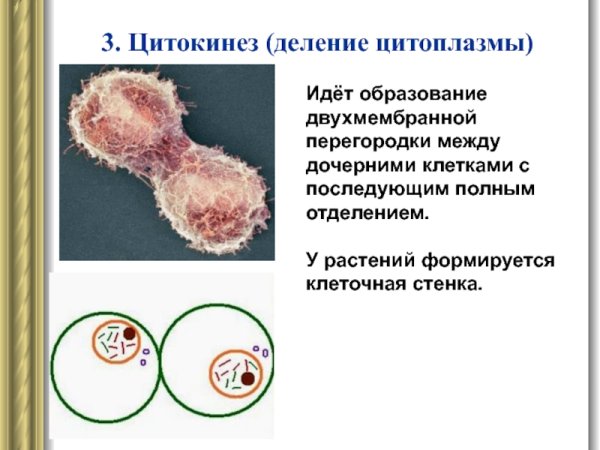 Цитокинез у животных и растительных клеток