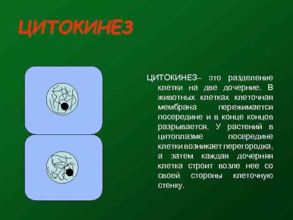 Телофаза митоза 1