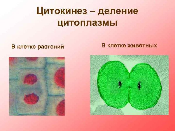 Процессы митоза кариокинез и цитокинез
