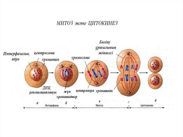 Кариокинез и цитокинез