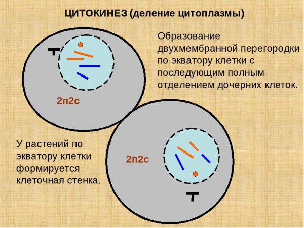 Телофаза растительной клетки