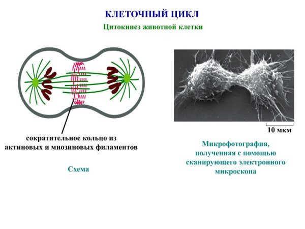 Деление цитоплазмы