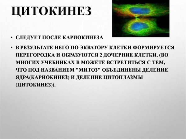Цитокинез в растительной и животной клетки