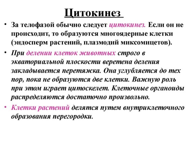 Цитокинез у животных и растительных клеток