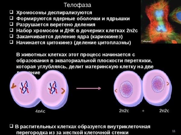 Теплофаза у растительной клетки