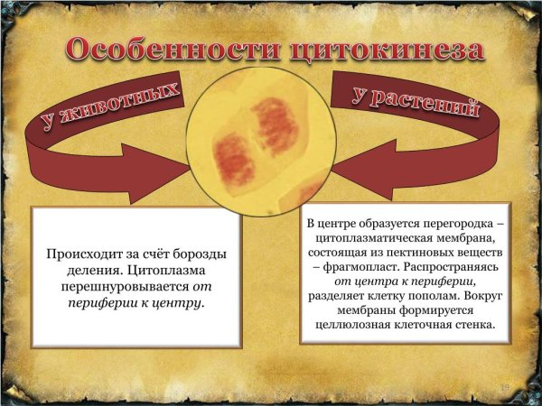 Механизмы цитокинеза у растительной клетке