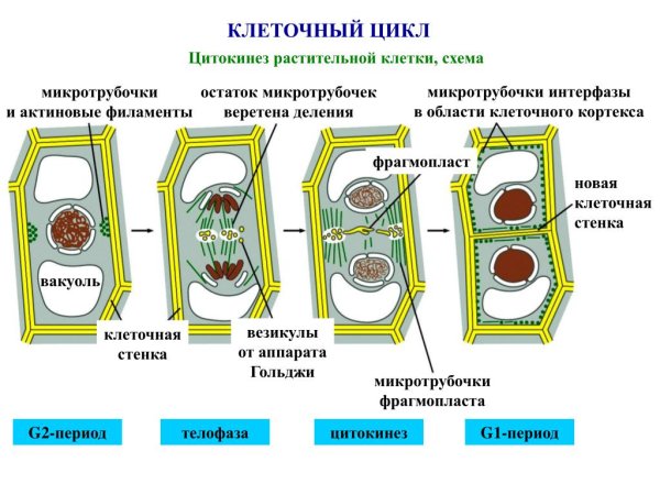 Цитокинез растительной клетки