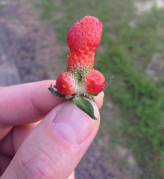 Необычные половые органы