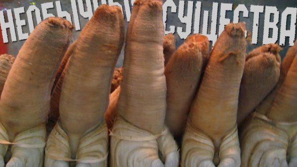 Морские черви Urechis unicinctus